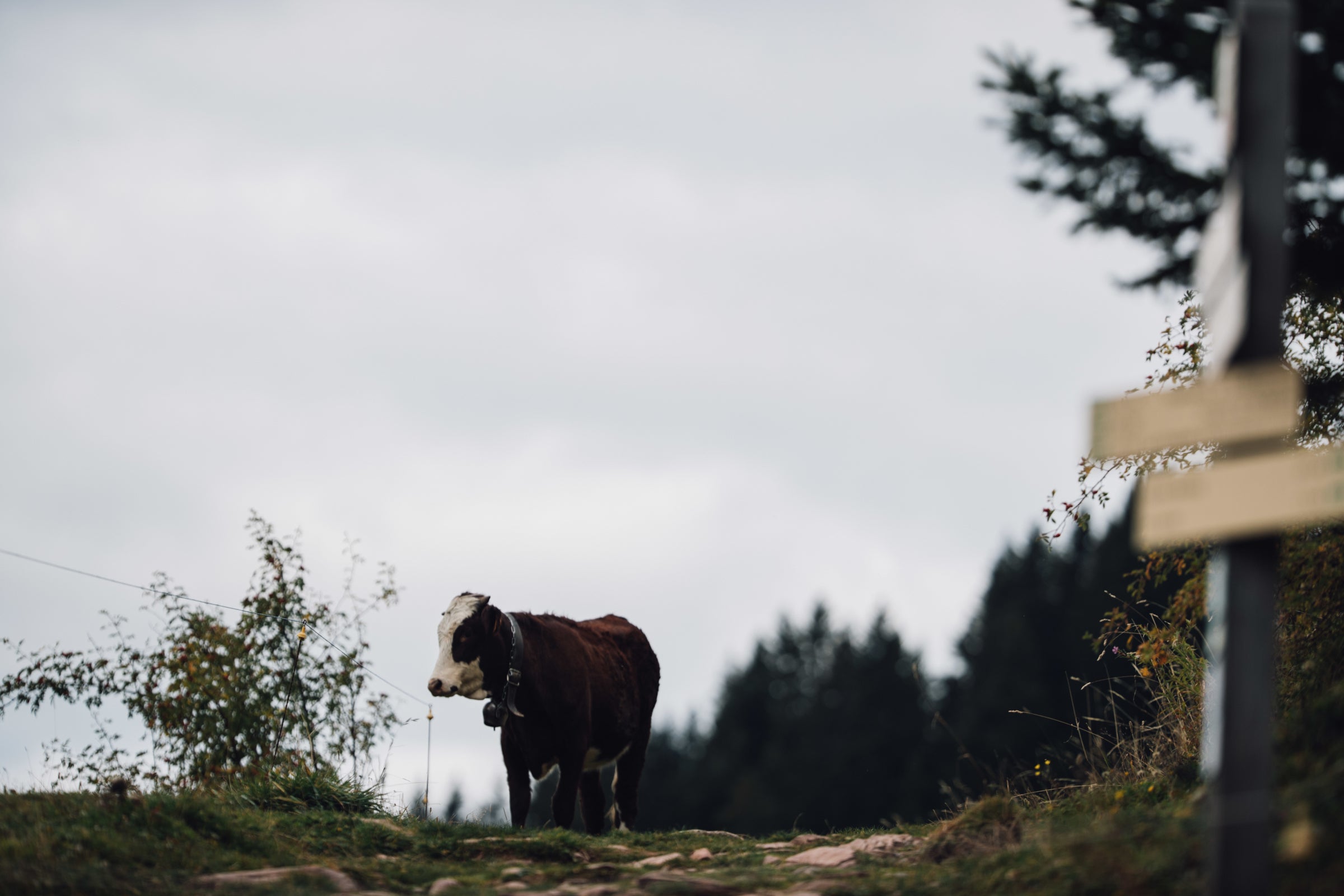 A cow standing on a trail near a signpost in a rural landscape